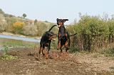 DOBERMANN 485